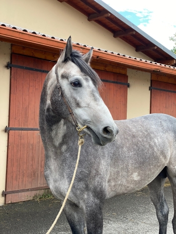 MUJAZIF BREAKS HIS MAIDEN IN LA TESTE on Friday August 15th