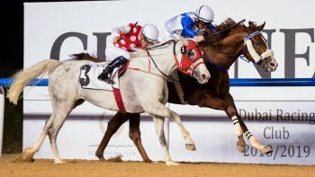 AL ASAYL STALLIONS SHINE IN MEYDAN ON 22/11/18