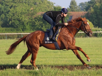 AL ASAYL BLOODSTOCK'S FIBONACCI SCORES IN HIS FIRST RACE IN FRANCE!