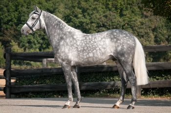 SIR BANI YAS! NEW TO STUD IN FRANCE FOR THE 2017 BREEDING SEASON