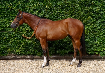 BELGRAVIAN breaks his Maiden at KEMPTON PARK on October 25th, 2017