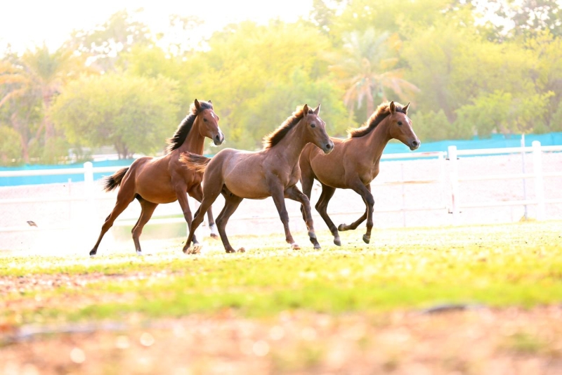 AL AWAL STUD IN ABU DHABI