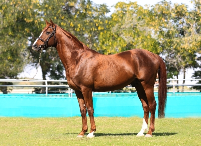 ABU ALEMARAT (AL NASR X MADAWA) X DJELFOR