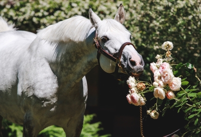 SIR BANI YAS (AMER X NASSEM EL BAHER) X ELIOS DE CARRERE 