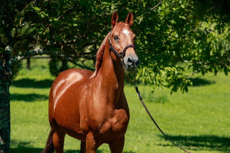 SERAPHIN DU PAON (AKBAR X BINT EL BEDIA) X ELIAS